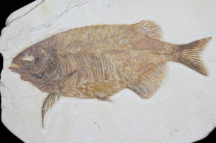 Nice Phareodus Fish Fossil - Visible Teeth #31471